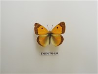 藏品(外國蝴蝶)的圖片